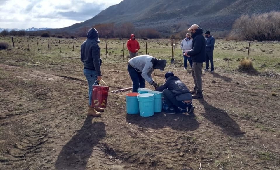 Plantación de árboles.