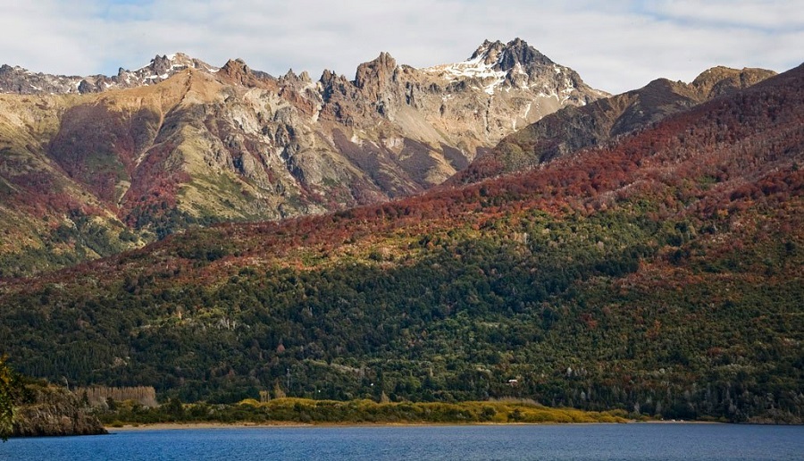 Paisaje de árboles en la Patagonia.