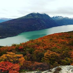 Lengas Patagonia.