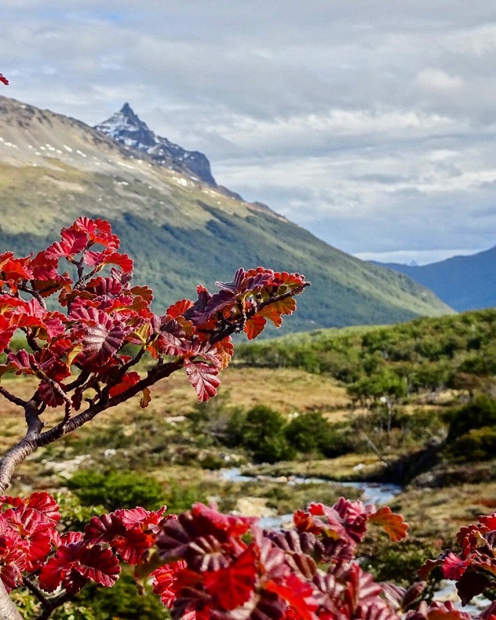 Lenga en la Patagonia.