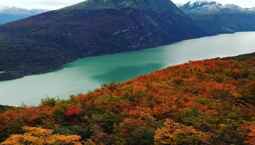 Lengas Patagonia.