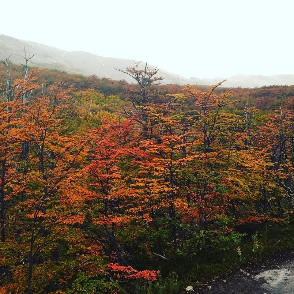 Follaje de lenga en la Patagonia.