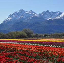 Tulipanes patagonia Trevelin