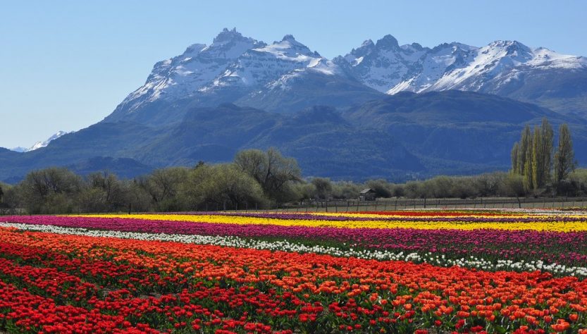 Tulipanes patagonia Trevelin