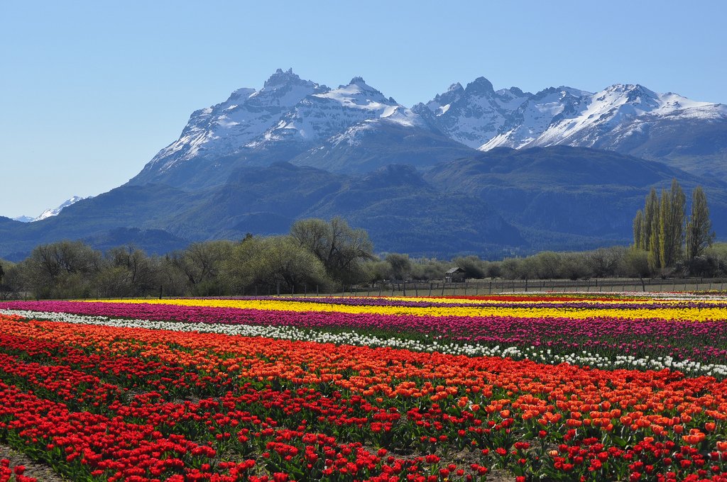 Tulipanes 2024 patagonia Trevelin