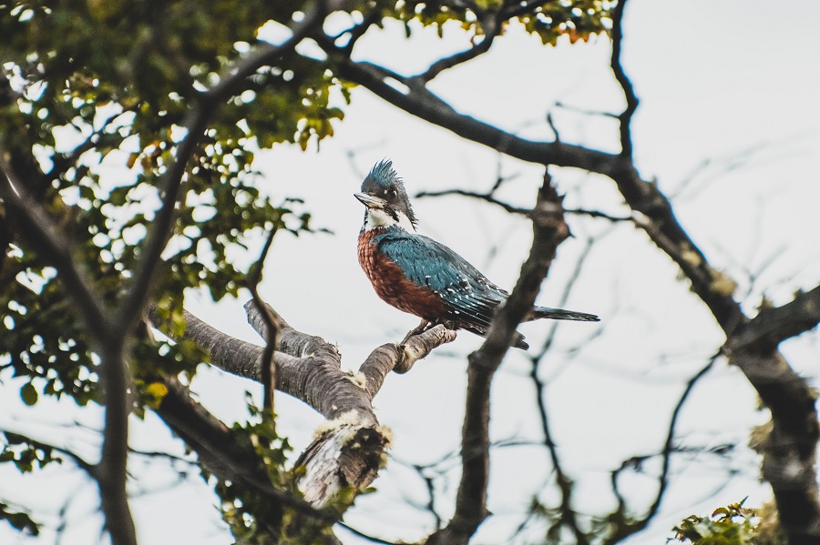 Especie autóctona de las turbas.