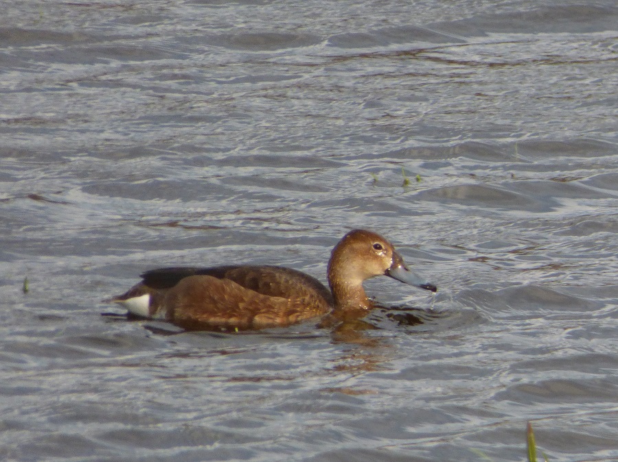 Pato, una de las especies visitantes en la primavera de Esquel.