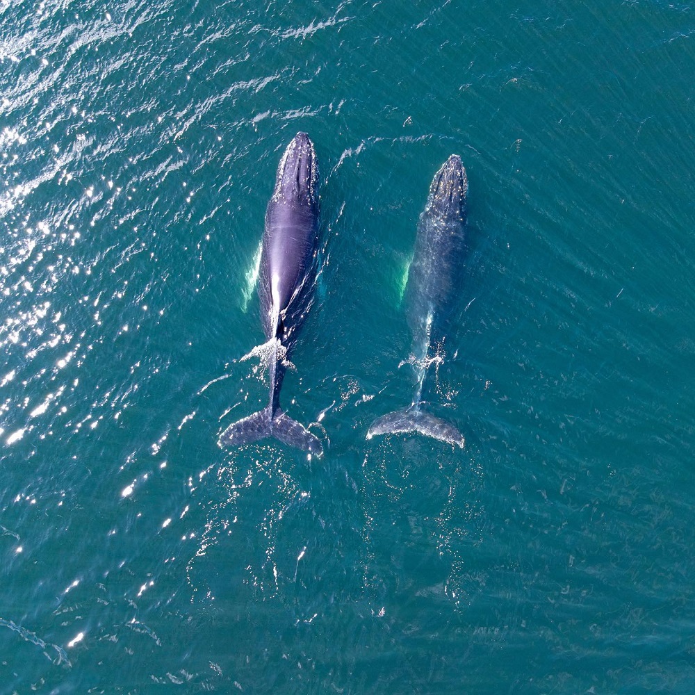 Ballenas jorobadas en el Canal Beagle