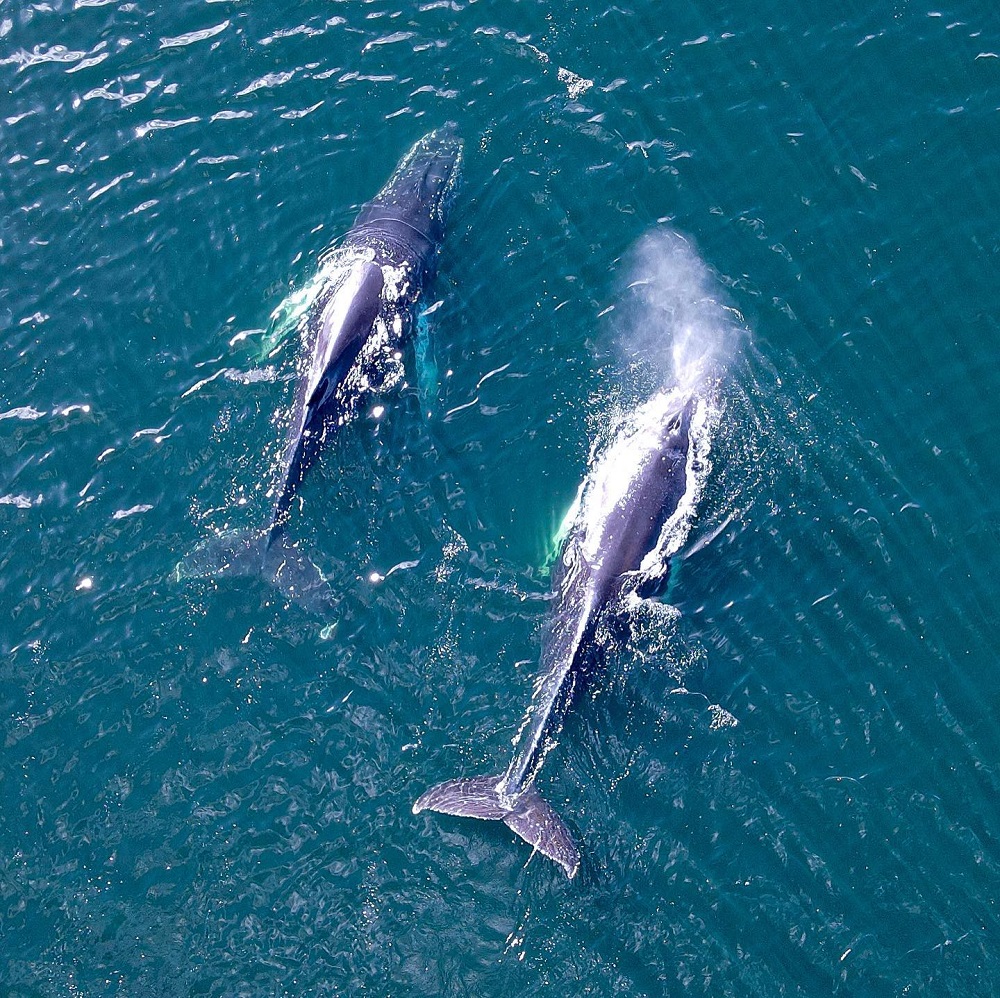 Ballenas