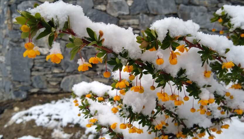 Nevó en Ushuaia y la ciudad de la Patagonia se cubrió de blanco.