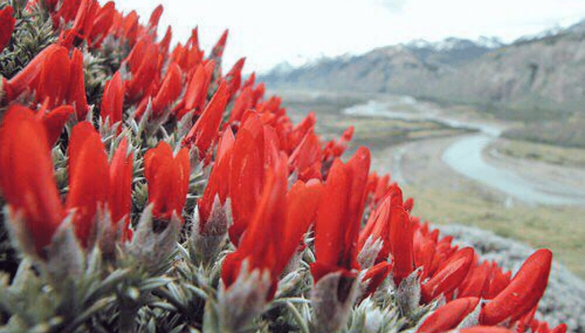 Lengua de fuego, flor de Santa Cruz