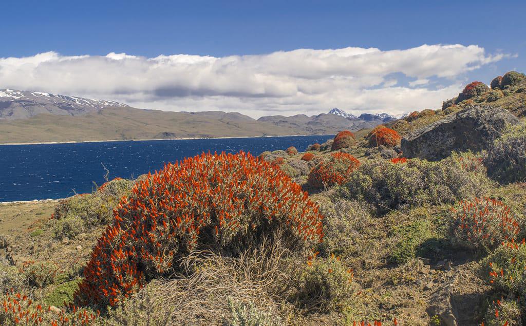 Lengua de fuego, Flor de Santa Cruz