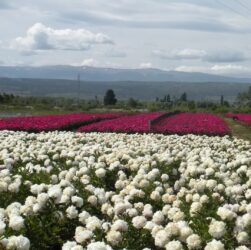 Campo de peonías en Trevelin