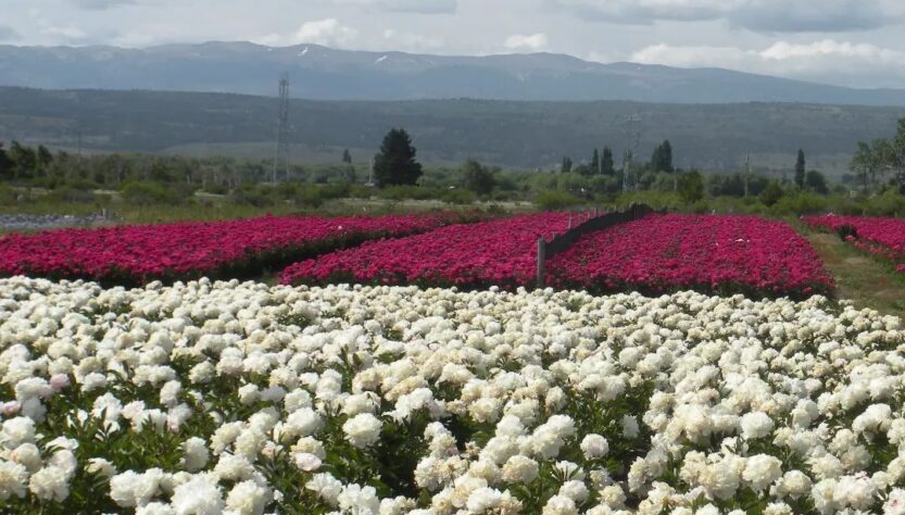 Campo de peonías en Trevelin