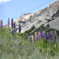 La Hoya Verano