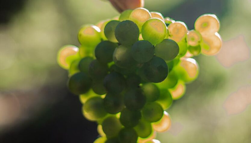 Vino El Bolsón