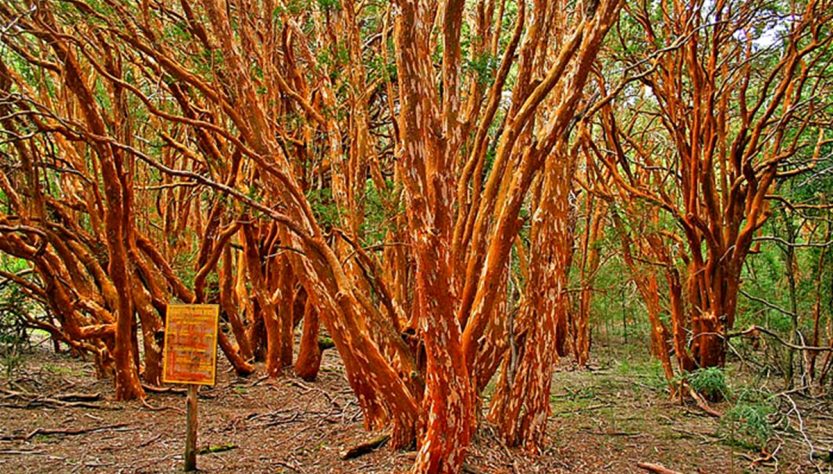 Parque Nacional Los Arrayanes