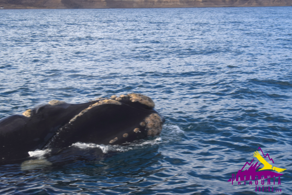 Península Valdés 2023: tarifas avistaje de ballenas en Puerto Pirámides