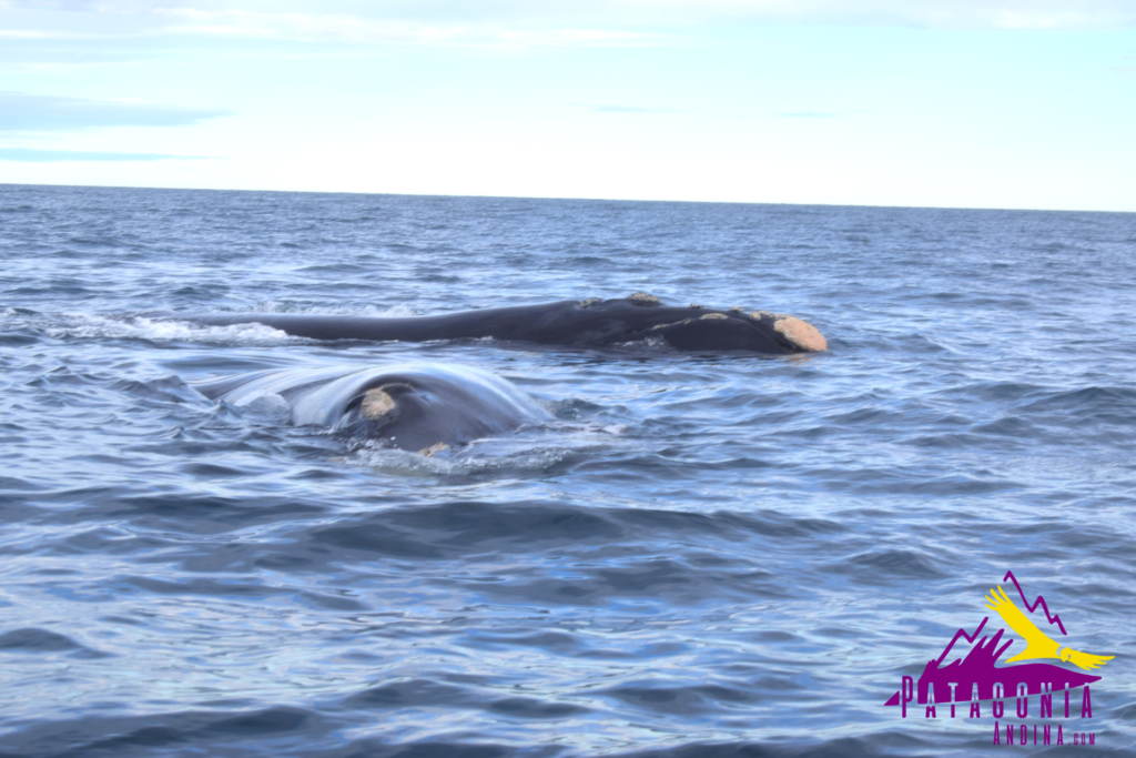 Península Valdés 2023: tarifas avistaje de ballenas en Puerto Pirámides