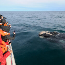 Avistaje Ballenas Península Valdés 2023