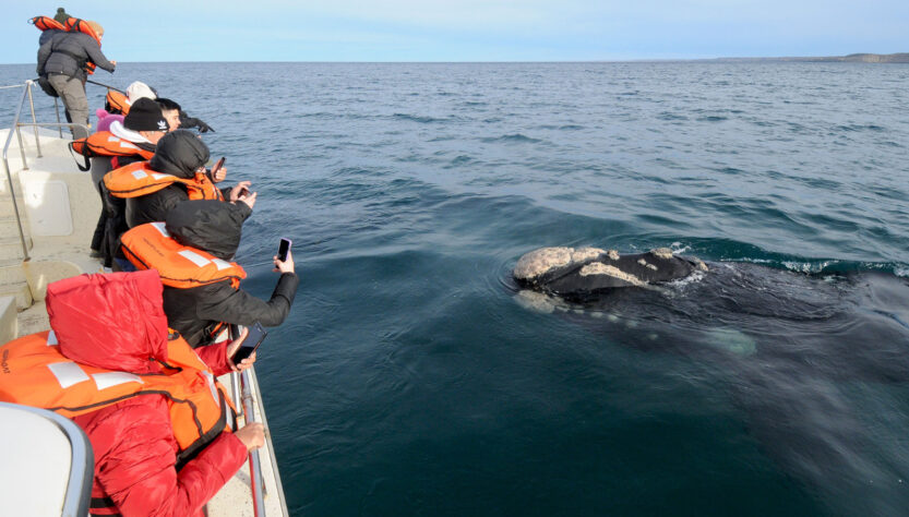 Avistaje Ballenas Península Valdés 2023