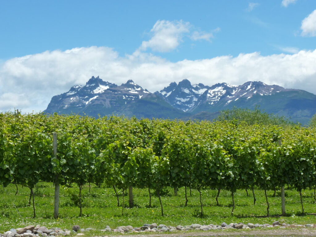 Ruta del Vino Chubut